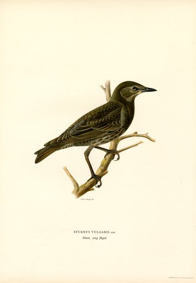 Star (Farblithographie) von Magnus Ferdinand and Wilhelm von Wright