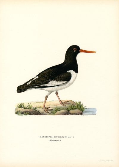 Austernfischer von Magnus Ferdinand and Wilhelm von Wright
