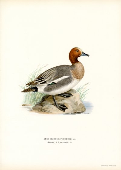 Pfeifente von Magnus Ferdinand and Wilhelm von Wright