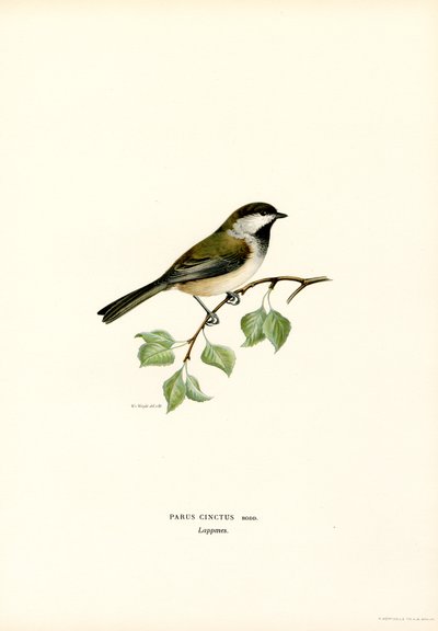 Graukopfmeise von Magnus Ferdinand and Wilhelm von Wright