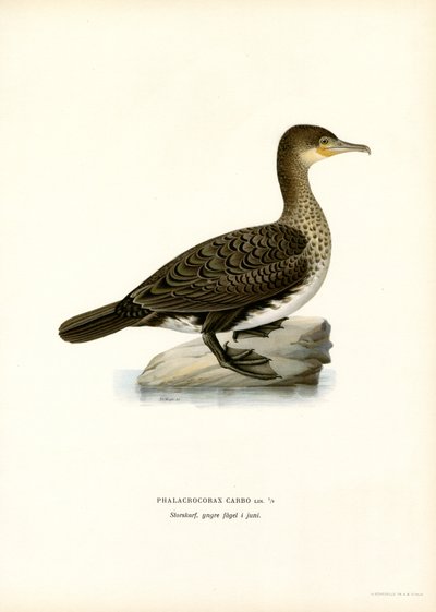 Kormoran von Magnus Ferdinand and Wilhelm von Wright