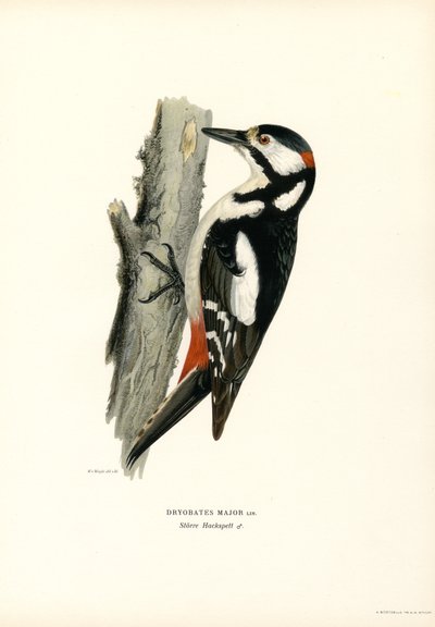 Buntspecht von Magnus Ferdinand and Wilhelm von Wright
