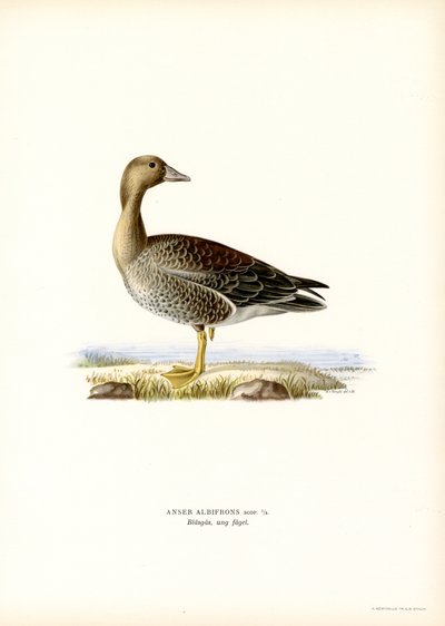 Blässgans von Magnus Ferdinand and Wilhelm von Wright