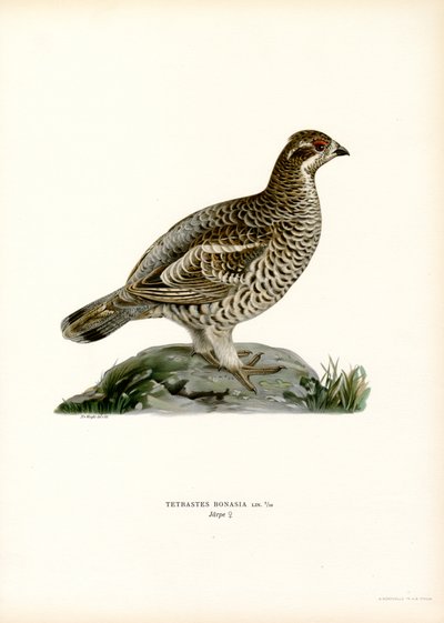 Haselhuhn von Magnus Ferdinand and Wilhelm von Wright
