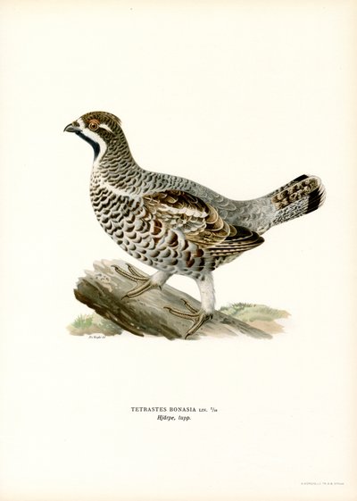 Haselhuhn von Magnus Ferdinand and Wilhelm von Wright