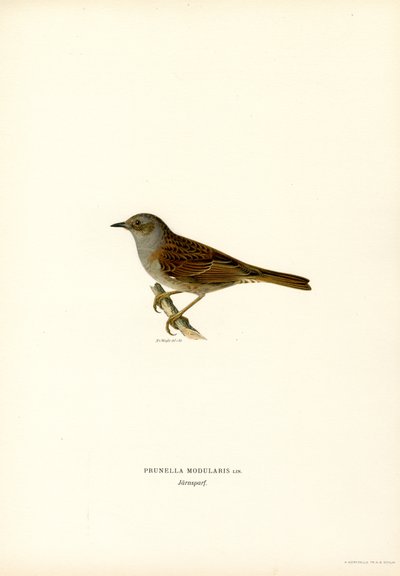 Heckenbraunelle von Magnus Ferdinand and Wilhelm von Wright