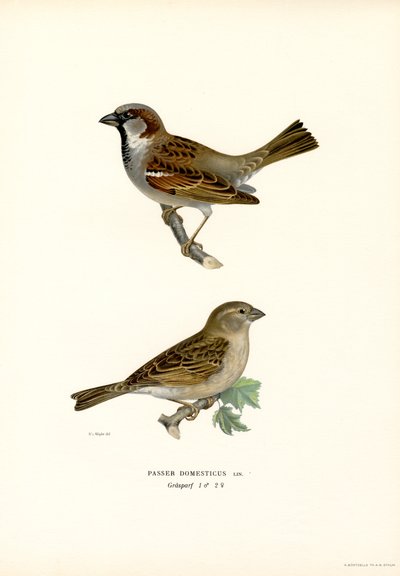 Haussperling von Magnus Ferdinand and Wilhelm von Wright
