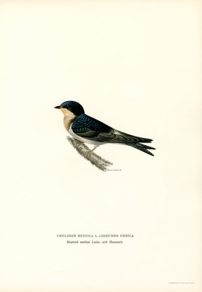 Rauchschwalbe von Magnus Ferdinand and Wilhelm von Wright