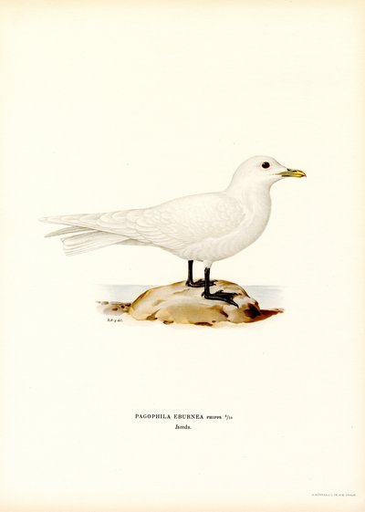 Elfenbeinmöwe von Magnus Ferdinand and Wilhelm von Wright