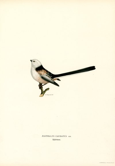 Schwanzmeise von Magnus Ferdinand and Wilhelm von Wright
