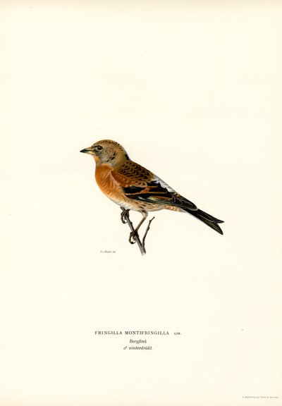 Bergfink von Magnus Ferdinand and Wilhelm von Wright