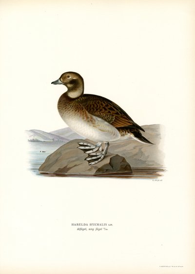 Eisente von Magnus Ferdinand and Wilhelm von Wright