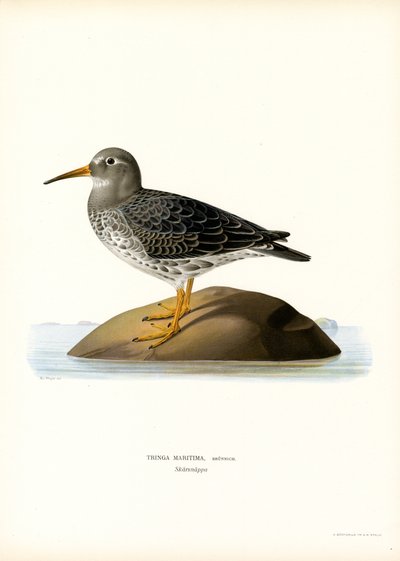 Meerstrandläufer von Magnus Ferdinand and Wilhelm von Wright