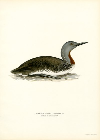 Sterntaucher von Magnus Ferdinand and Wilhelm von Wright