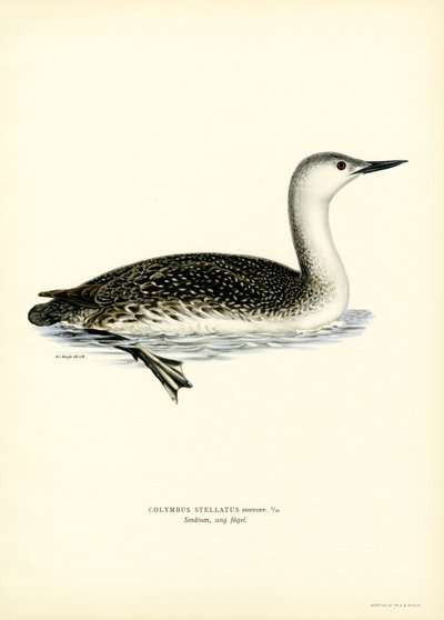 Sterntaucher von Magnus Ferdinand and Wilhelm von Wright