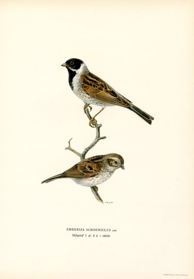 Rohrammer von Magnus Ferdinand and Wilhelm von Wright