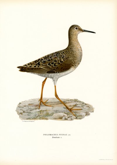 Kampfläufer von Magnus Ferdinand and Wilhelm von Wright