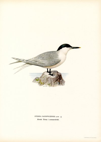 Brandseeschwalbe von Magnus Ferdinand and Wilhelm von Wright
