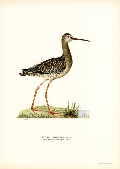 Dunkler Wasserläufer von Magnus Ferdinand and Wilhelm von Wright