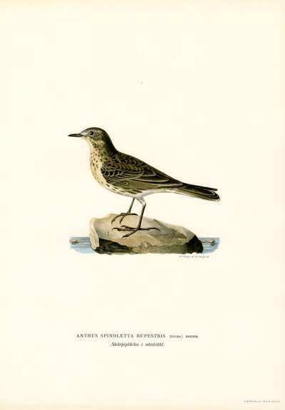 Wasserpieper von Magnus Ferdinand and Wilhelm von Wright