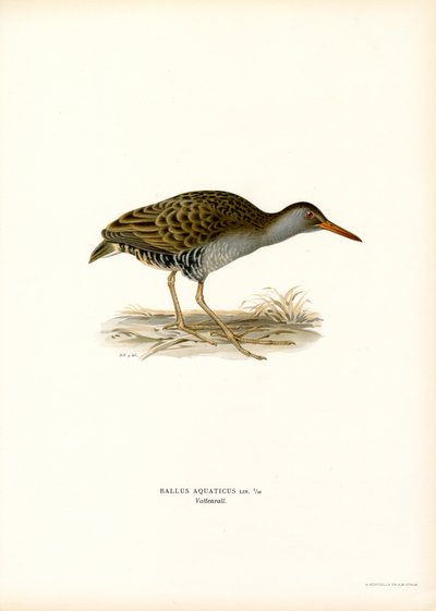 Wasserralle von Magnus Ferdinand and Wilhelm von Wright