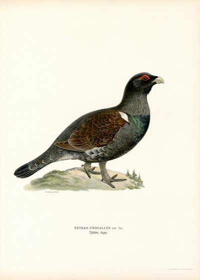 Auerhuhn von Magnus Ferdinand and Wilhelm von Wright