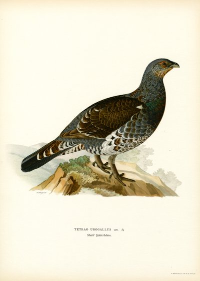 Auerhuhn von Magnus Ferdinand and Wilhelm von Wright