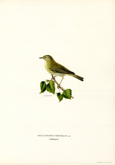 Fitis von Magnus Ferdinand and Wilhelm von Wright