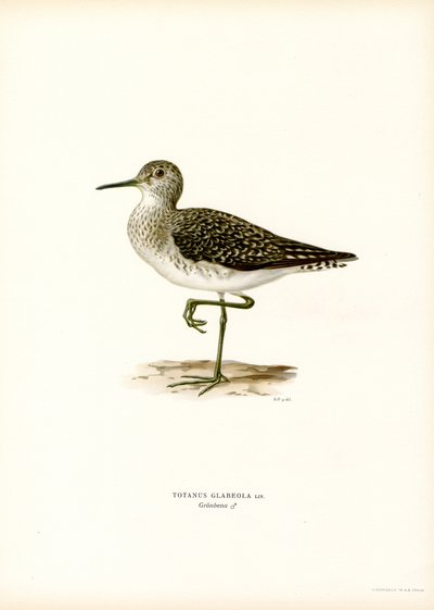 Bruchwasserläufer von Magnus Ferdinand and Wilhelm von Wright