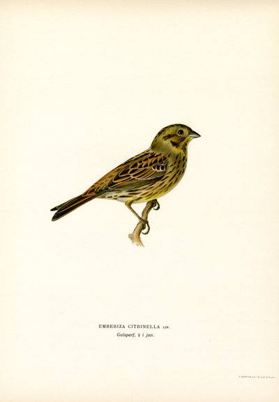 Goldammer (Farblithographie) von Magnus Ferdinand and Wilhelm von Wright