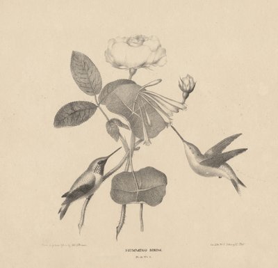 Kolibris, aus 