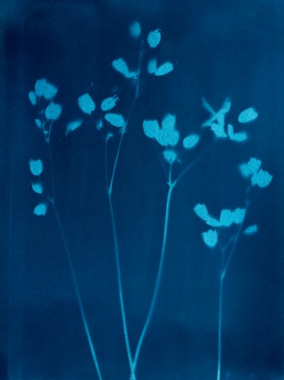 Kleine Blumen, 2023 von Marco Campedelli