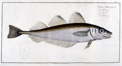 Naturgeschichtstafel: Der Wittling nach Marc Elieser Bloch Ichthyologie Paris - Berlin - London 1787 von Marcus Élieser Bloch