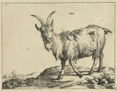 Stehende Ziege von vorne von Marcus de Bye