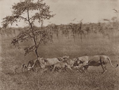 Ein eifriges Mahl von Marcuswell Maxwell
