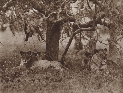 Aus nächster Nähe, Schatten und Kontemplation von Marcuswell Maxwell