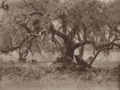 Ruhend auf einem Ast von Marcuswell Maxwell