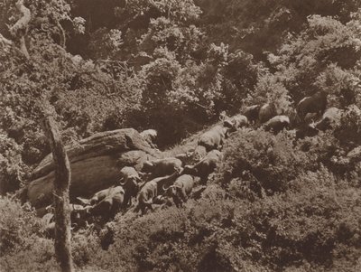 Büffel im Versteck von Marcuswell Maxwell