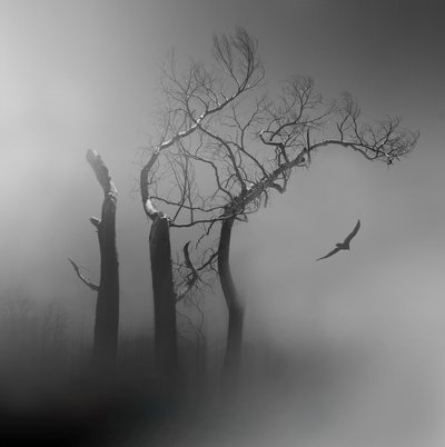 Einsamer Vogel in nebligen Bäumen von Margaret Halaby