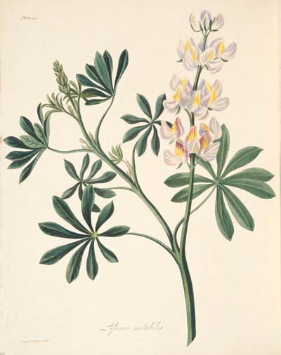 Wechselblütiger Lupine, aus Floral Illustrations of the Seasons, veröffentlicht 1829 von Margaret Roscoe