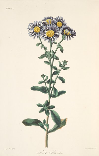 Italienische Aster, aus Floral Illustrations of the Seasons, veröffentlicht 1829 von Margaret Roscoe