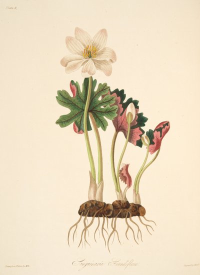 Großblütiger Blutwurz, aus Florale Illustrationen der Jahreszeiten, veröffentlicht 1829 von Margaret Roscoe