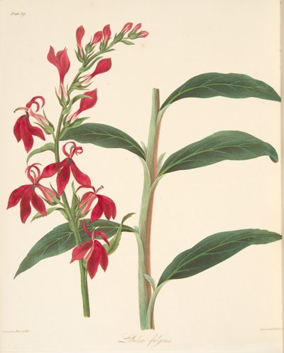 Strahlende Lobelie, aus Floral Illustrations of the Seasons, veröffentlicht 1829 von Margaret Roscoe