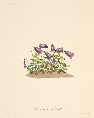 Rostrote Glockenblume, aus Floral Illustrations of the Seasons, veröffentlicht 1829 von Margaret Roscoe