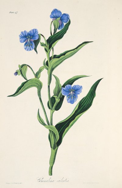 Himmelblaue Commelina, aus Florale Illustrationen der Jahreszeiten, veröffentlicht 1829 von Margaret Roscoe