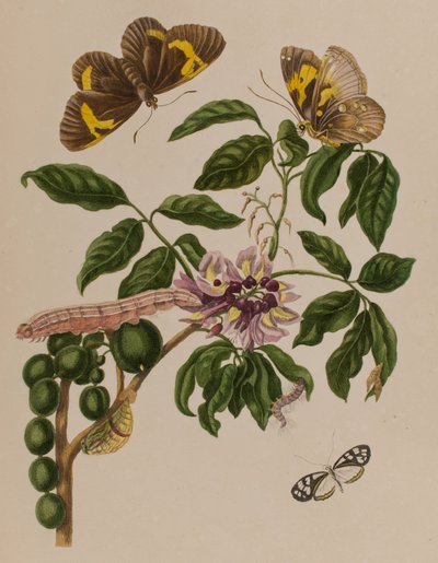 Illustration aus 