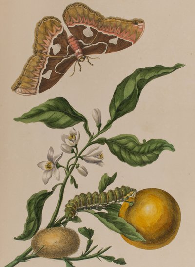 Illustration aus 