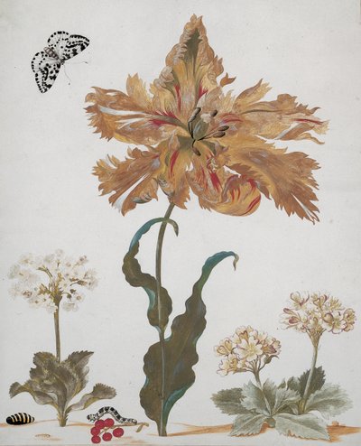 Ein Papageientulpe, Aurikeln, rote Johannisbeeren, mit einem Elsterfalter, seiner Raupe und Puppe, ca. 1670 von Maria Sibylla Merian