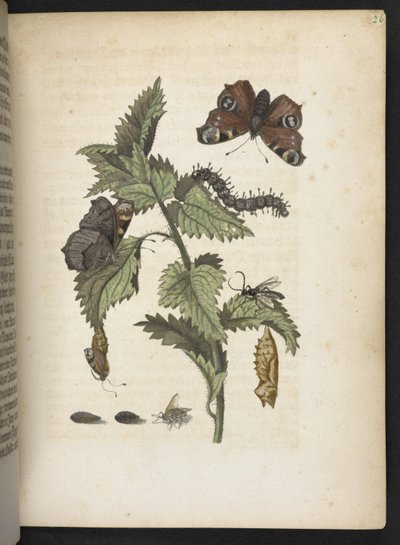 Der Raupen wunderbare Verwandlung und sonderbare Blumen-Nahrung von Maria Sibylla Merian