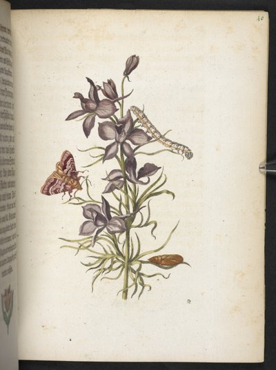 Der Raupen wunderbare Verwandlung und sonderbare Blumen-Nahrung von Maria Sibylla Merian